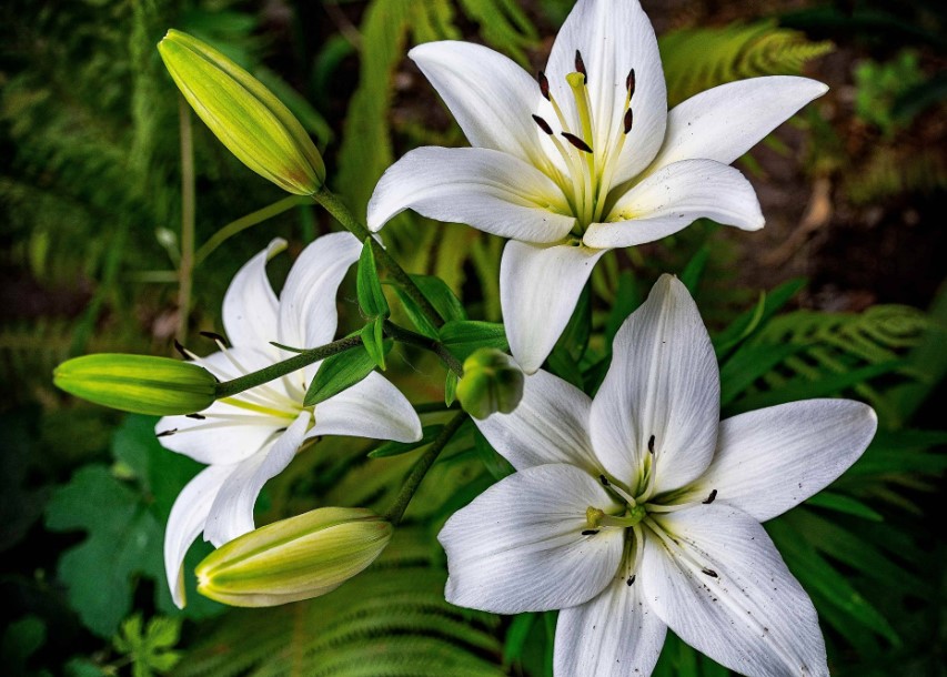 Lily%20image.jpg